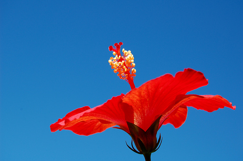 hibiscus.jpg